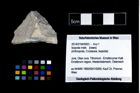 Foto (Objekt + Etikett) von Isopoda indet.  (NHMW-GEO-2014-0194-0953)